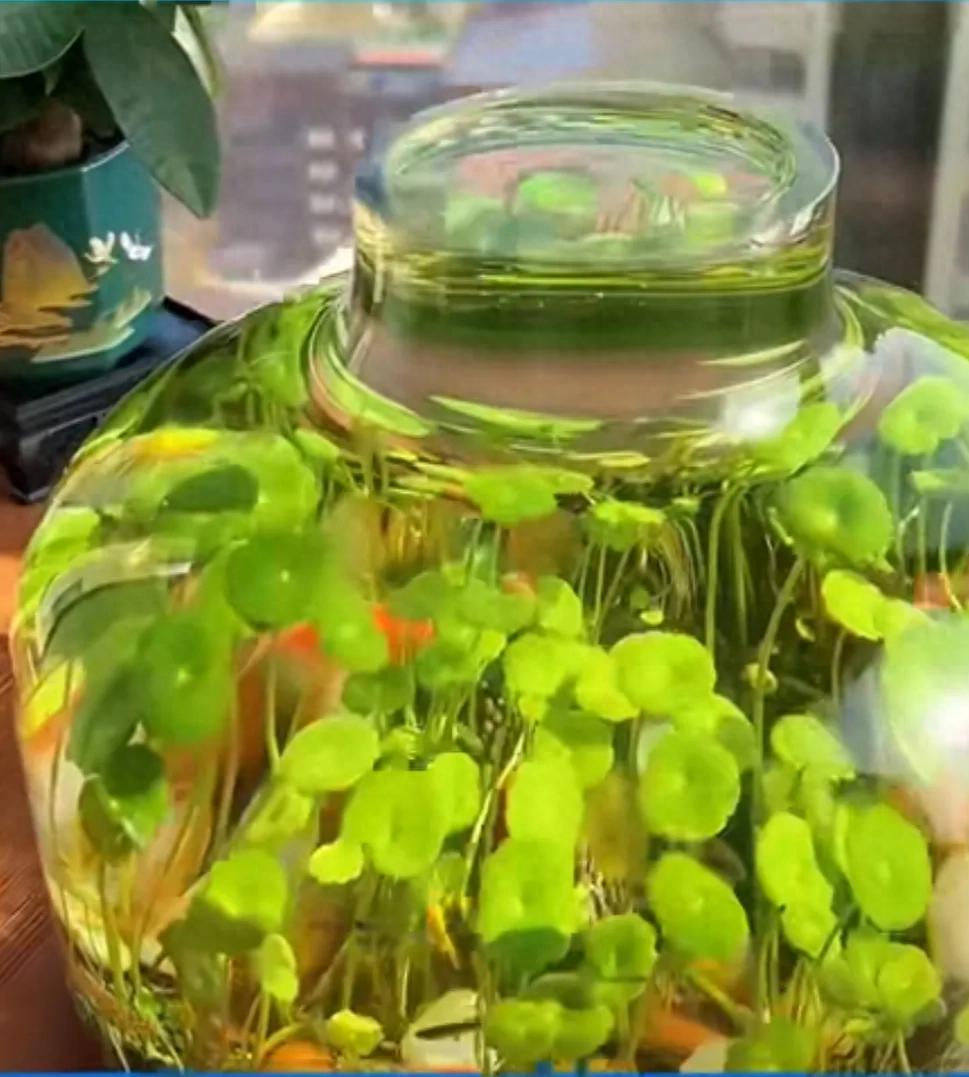 水草缸最易犯的5个错误_铜钱草烂根处理方法_铜钱草鱼缸种植技巧