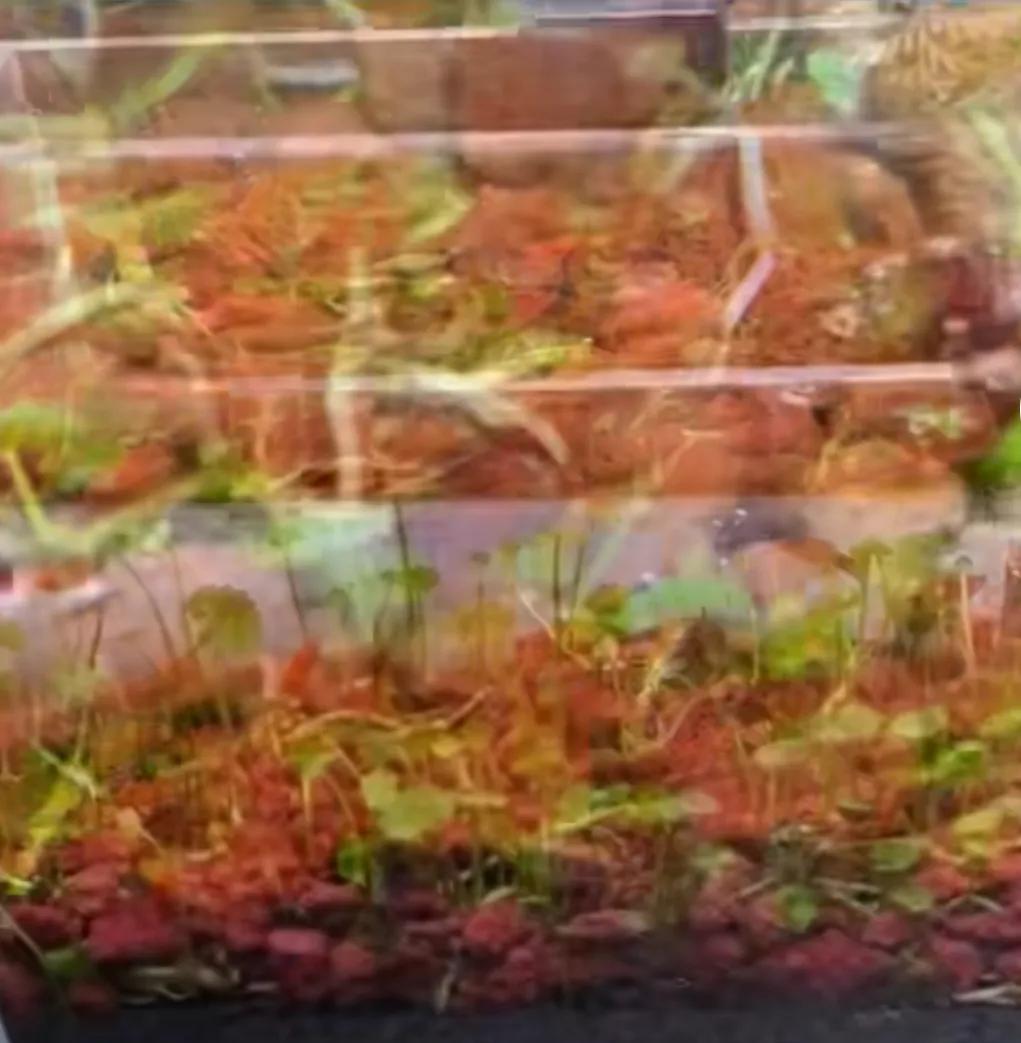 铜钱草烂根处理方法_铜钱草鱼缸种植技巧_水草缸最易犯的5个错误