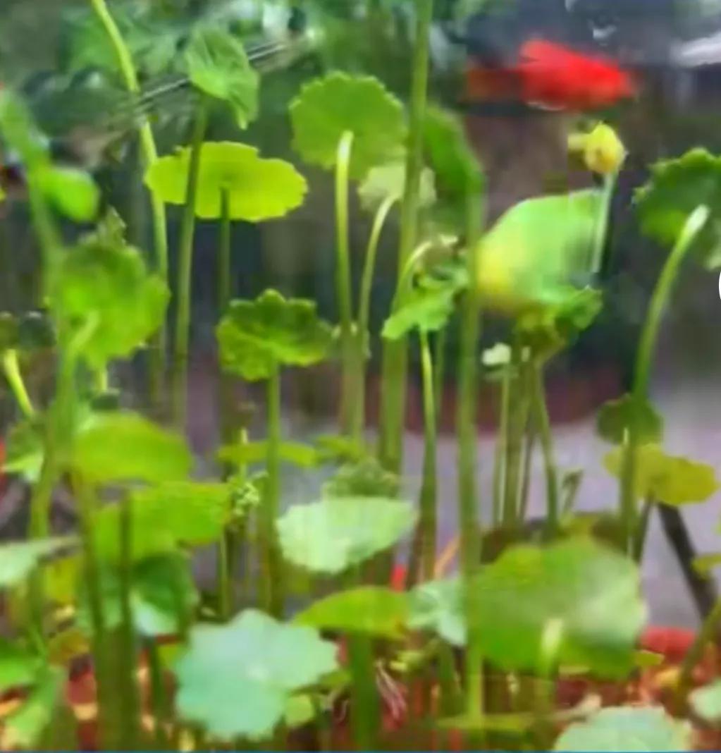铜钱草鱼缸种植技巧_水草缸最易犯的5个错误_铜钱草烂根处理方法