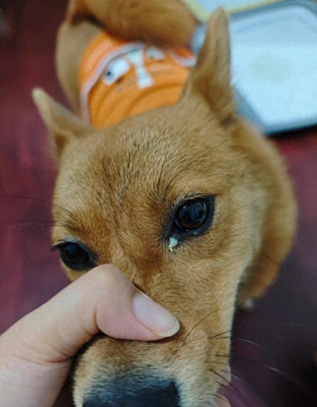 狗狗眼周红肿？过敏和细菌感染_狗狗眼屎多原因_宠物眼屎多护理方法