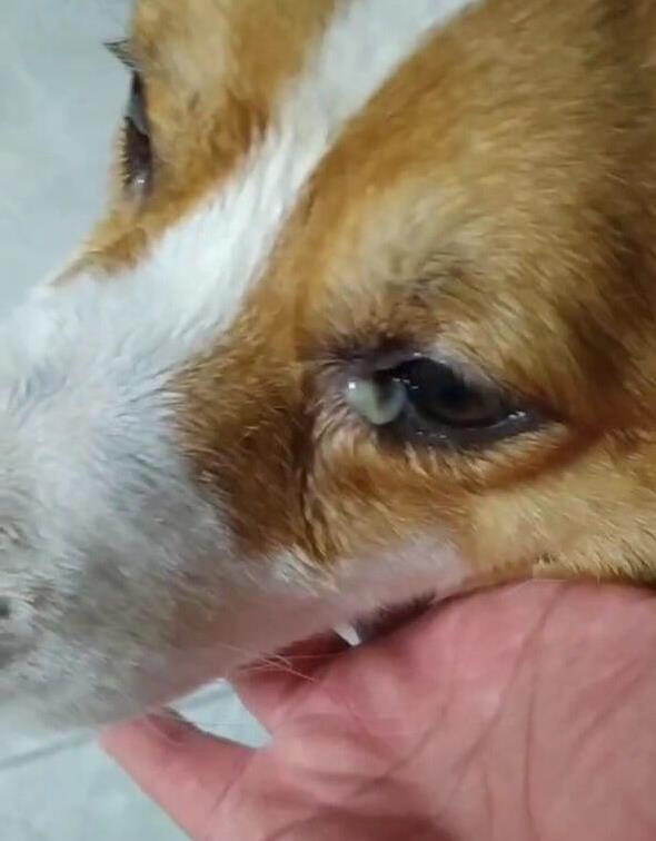 狗狗眼周红肿？过敏和细菌感染_狗狗眼屎多原因_宠物眼屎多护理方法