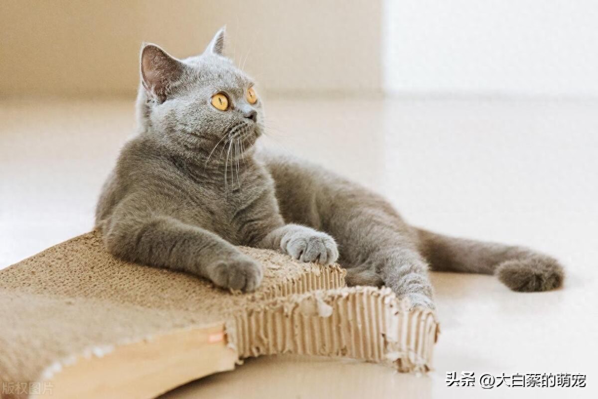 猫咪磨爪原因_猫咪磨爪好处_猫咪抓挠家具可能是压力过大