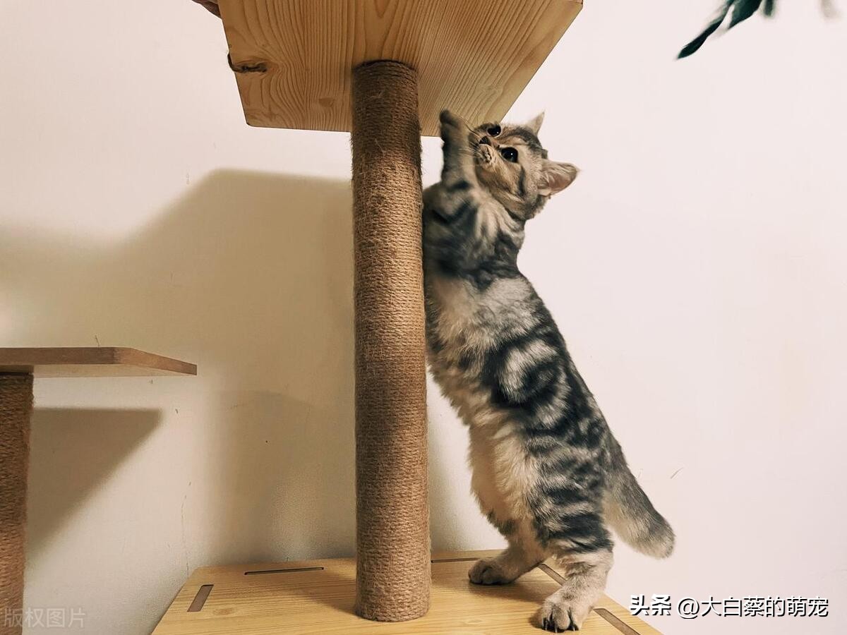 猫咪磨爪好处_猫咪磨爪原因_猫咪抓挠家具可能是压力过大