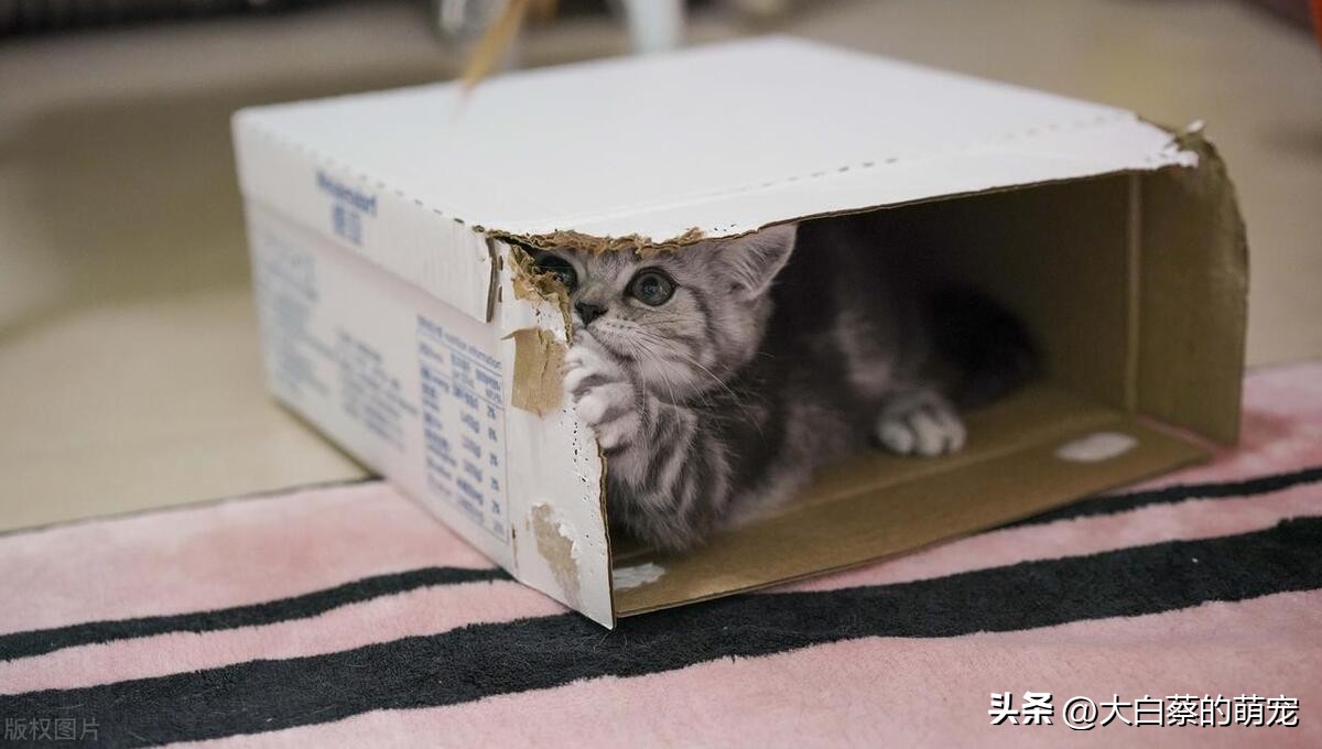 猫咪磨爪好处_猫咪磨爪原因_猫咪抓挠家具可能是压力过大