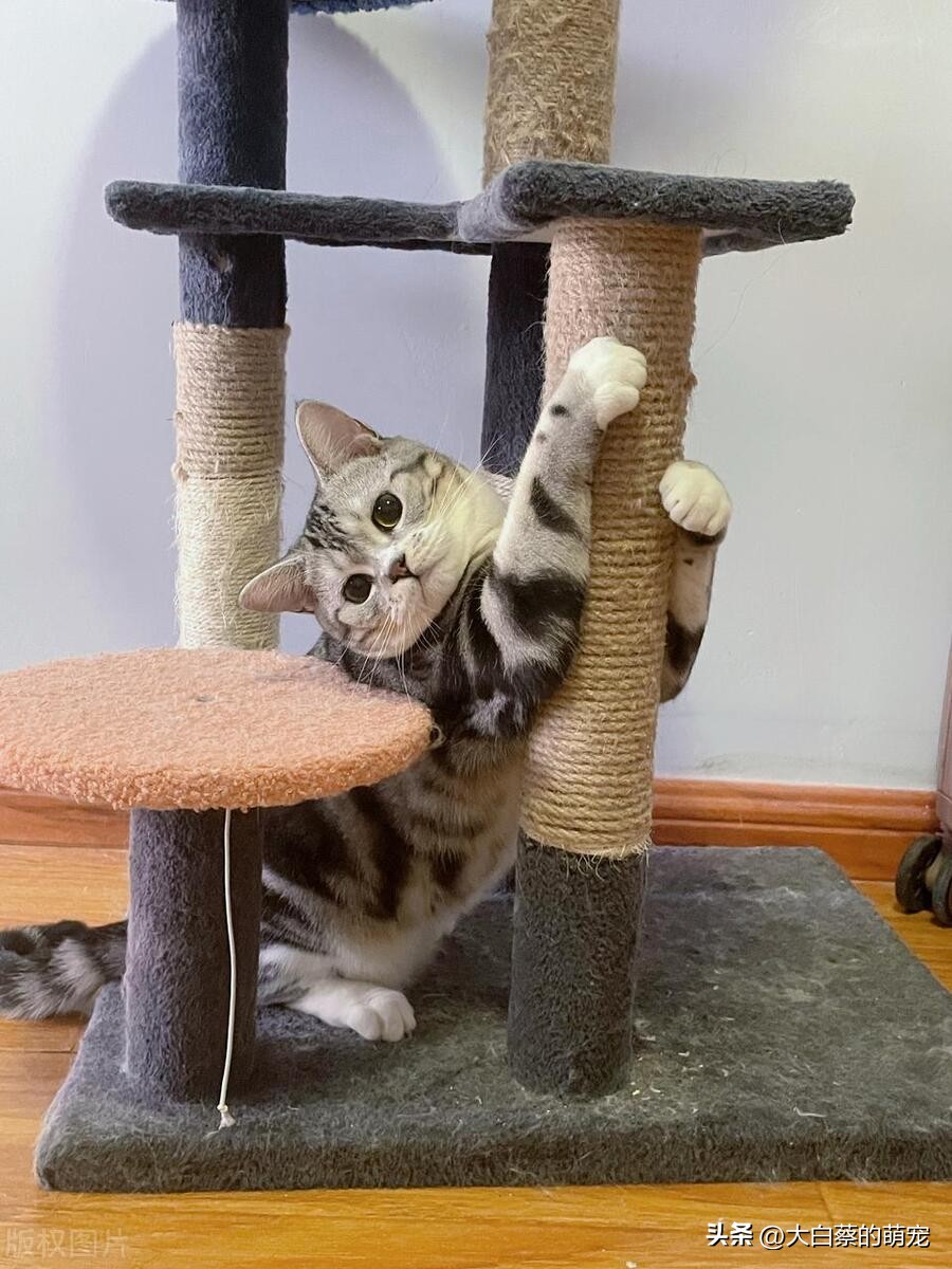猫咪磨爪原因_猫咪抓挠家具可能是压力过大_猫咪磨爪好处
