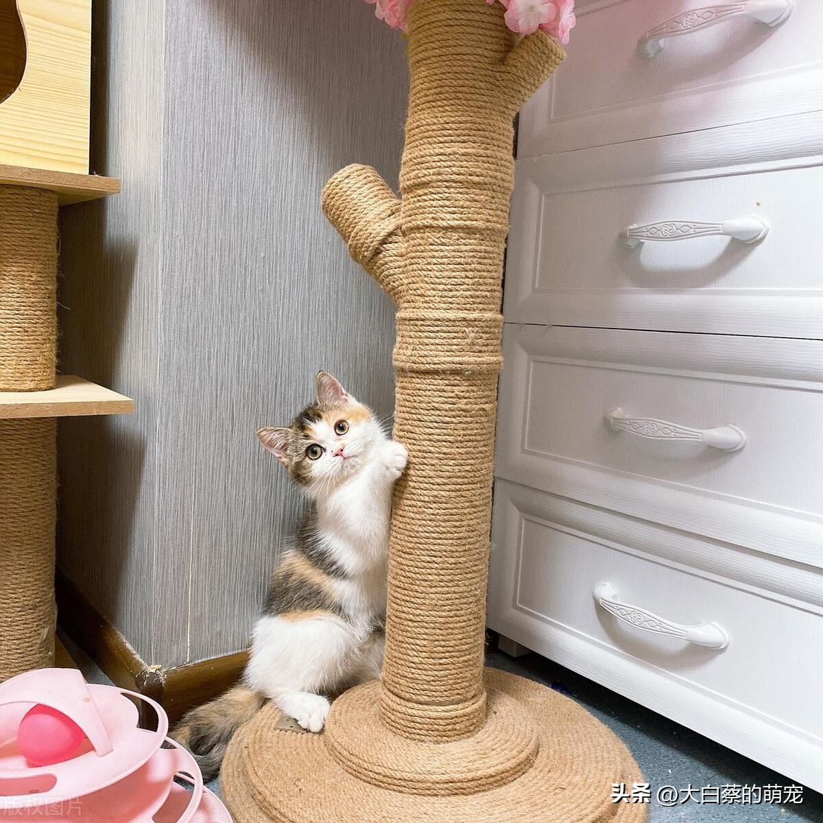 猫咪磨爪好处_猫咪抓挠家具可能是压力过大_猫咪磨爪原因
