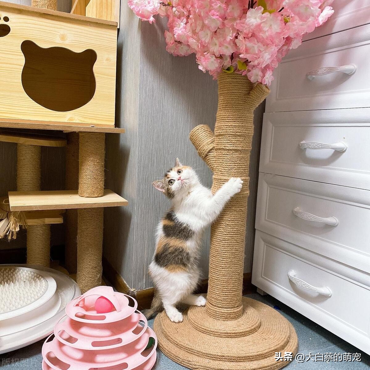 猫咪抓挠家具可能是压力过大_猫咪磨爪原因_猫咪磨爪好处