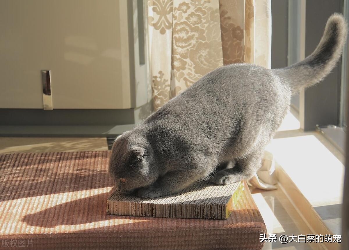 猫咪磨爪好处_猫咪抓挠家具可能是压力过大_猫咪磨爪原因