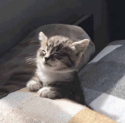 猫咪急慢性胃炎治疗_猫咪化疗副作用_猫咪胃炎症状与病因
