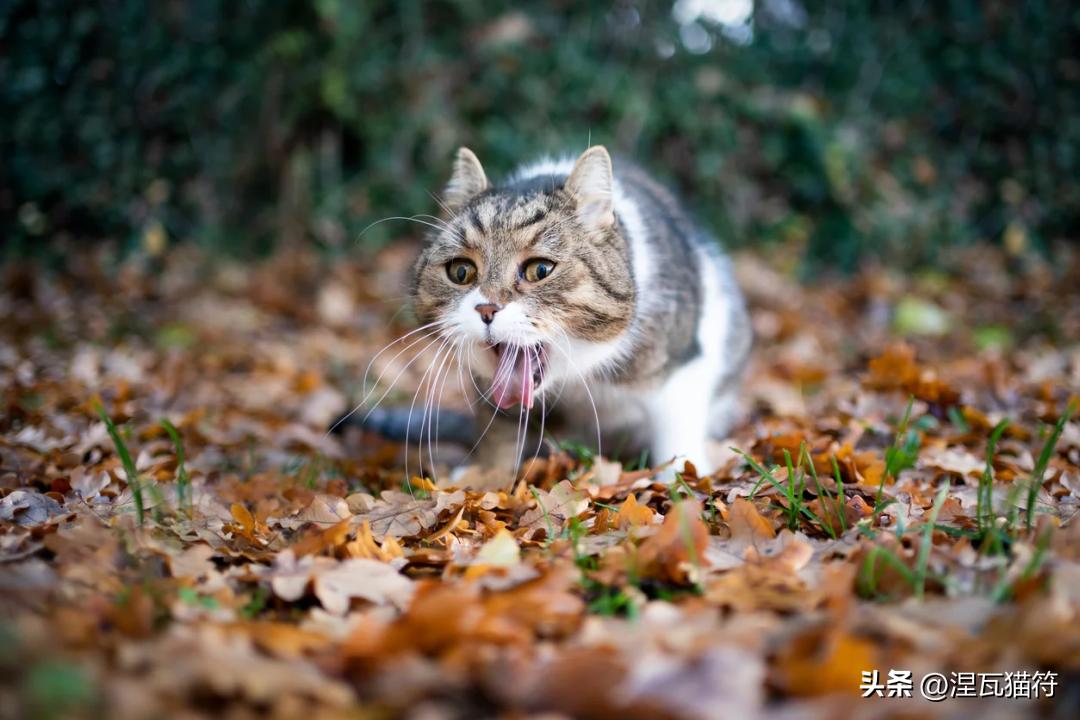 猫咪胃炎症状与病因_猫咪化疗副作用_猫咪急慢性胃炎治疗