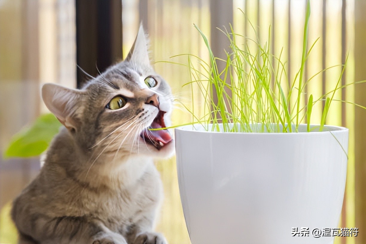 猫咪胃炎症状与病因_猫咪急慢性胃炎治疗_猫咪化疗副作用