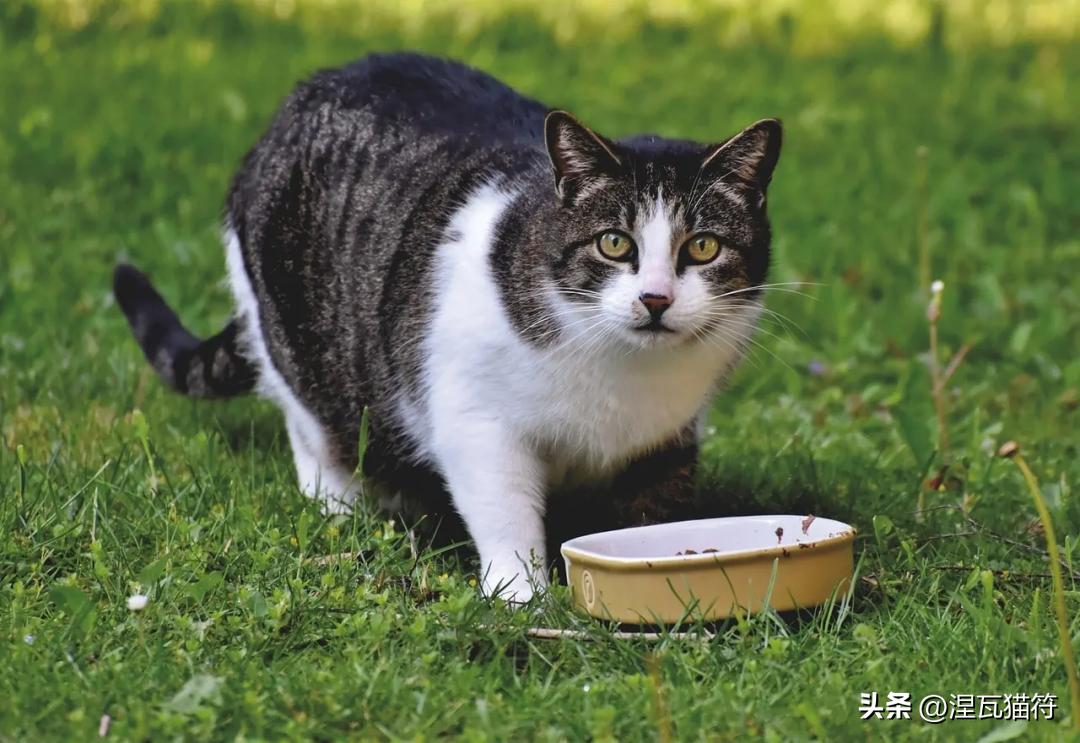 猫咪胃炎症状与病因_猫咪急慢性胃炎治疗_猫咪化疗副作用