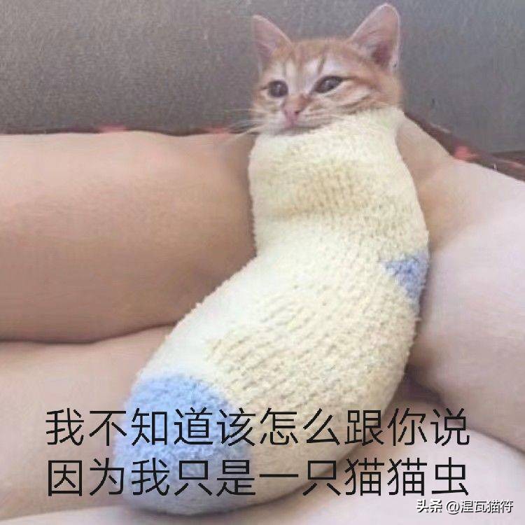 猫咪急慢性胃炎治疗_猫咪化疗副作用_猫咪胃炎症状与病因