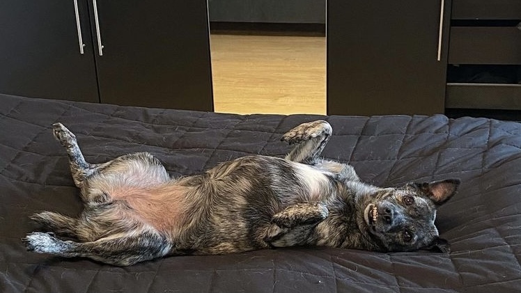 狗狗身上出现红斑，可以这样解决-派特超人-宠物