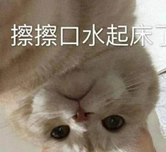 猫咪抓沙发气炸你？教你三招秒改坏习惯，后悔没早知道-派特超人-宠物