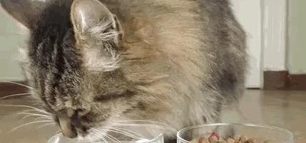 猫咪咬手纠正方法_猫咪随地大小便处理方法_猫咪抓挠家具可能是压力过大