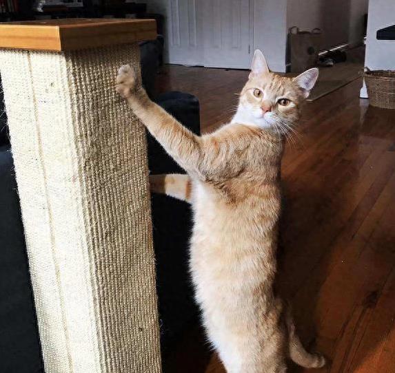 猫咪咬手纠正方法_猫咪抓挠家具可能是压力过大_猫咪随地大小便处理方法