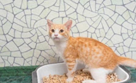 猫咪随地大小便处理方法_猫咪咬手纠正方法_猫咪抓挠家具可能是压力过大