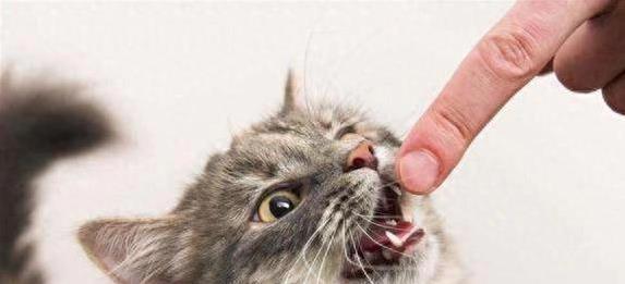 猫咪咬手纠正方法_猫咪抓挠家具可能是压力过大_猫咪随地大小便处理方法