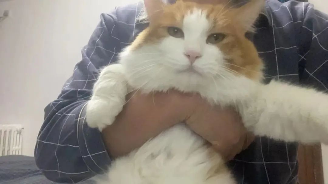 猫咪骨折后被治得差点截肢，如果你的猫遇到这事你会怎么办？-派特超人-宠物