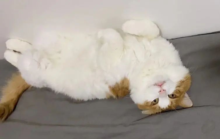 猫咪骨折应急处理：送医前必做事项_猫咪骨折治疗失败案例_宠物医院手术失误索赔