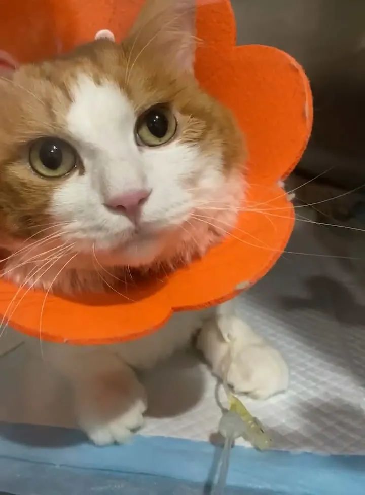 猫咪骨折治疗失败案例_宠物医院手术失误索赔_猫咪骨折应急处理：送医前必做事项