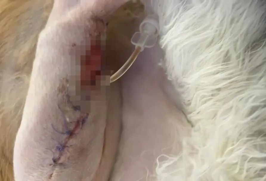 猫咪骨折治疗失败案例_宠物医院手术失误索赔_猫咪骨折应急处理：送医前必做事项