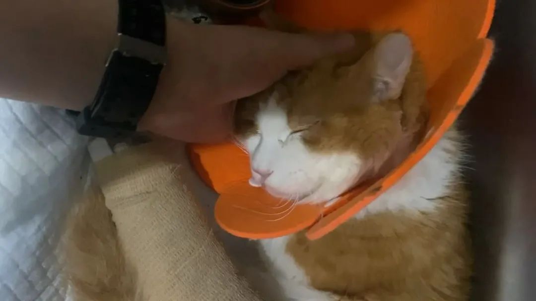 猫咪骨折治疗失败案例_猫咪骨折应急处理：送医前必做事项_宠物医院手术失误索赔