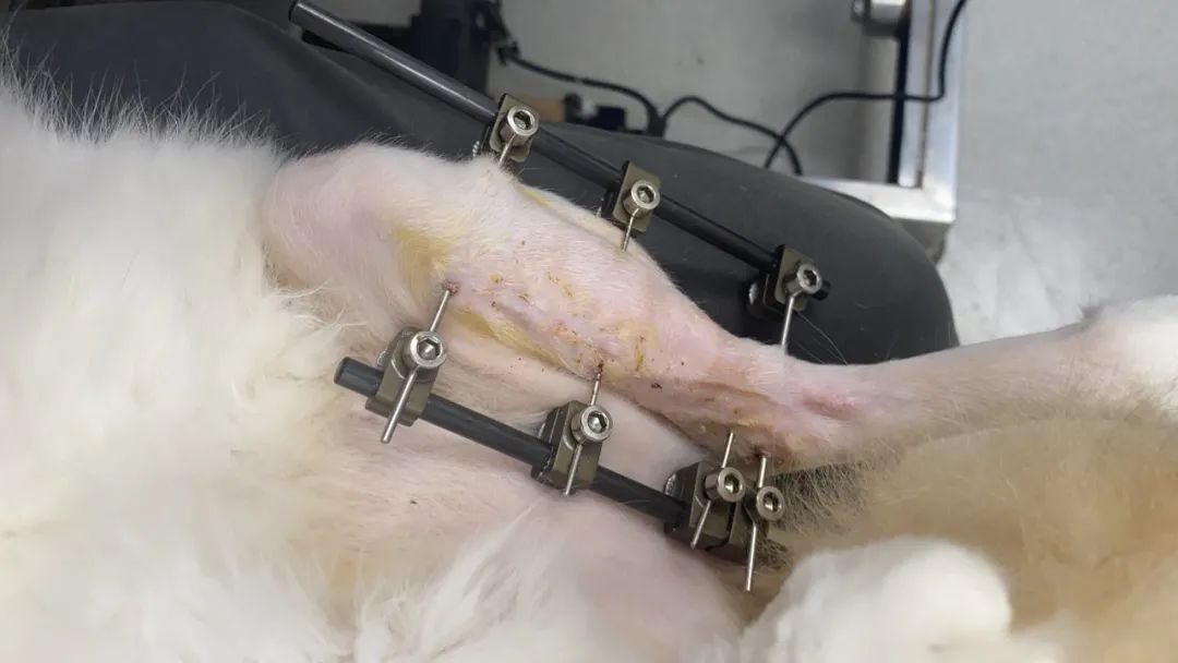 猫咪骨折治疗失败案例_猫咪骨折应急处理：送医前必做事项_宠物医院手术失误索赔