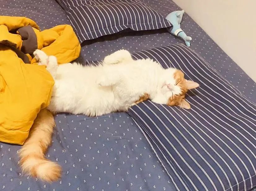 宠物医院手术失误索赔_猫咪骨折治疗失败案例_猫咪骨折应急处理：送医前必做事项