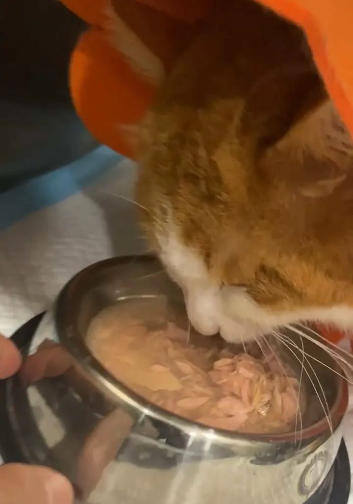 宠物医院手术失误索赔_猫咪骨折治疗失败案例_猫咪骨折应急处理：送医前必做事项