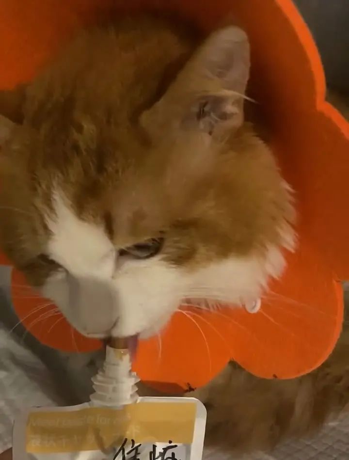 猫咪骨折应急处理：送医前必做事项_宠物医院手术失误索赔_猫咪骨折治疗失败案例