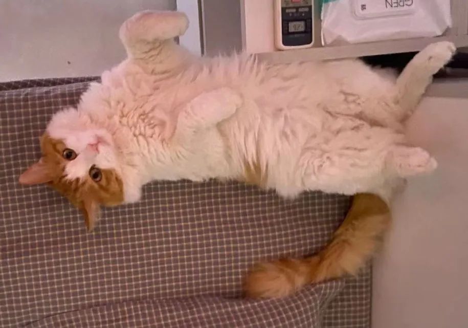 猫咪骨折应急处理：送医前必做事项_宠物医院手术失误索赔_猫咪骨折治疗失败案例