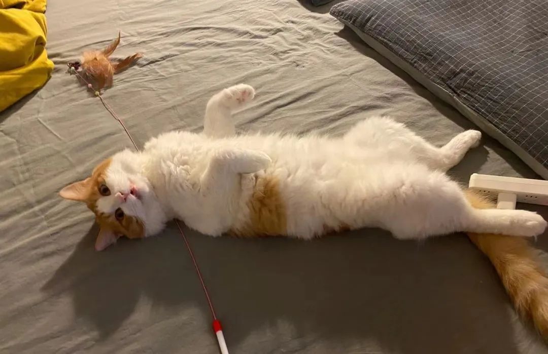 宠物医院手术失误索赔_猫咪骨折治疗失败案例_猫咪骨折应急处理：送医前必做事项