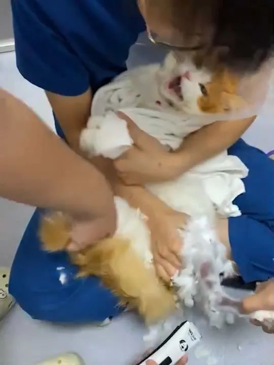 宠物医院手术失误索赔_猫咪骨折治疗失败案例_猫咪骨折应急处理：送医前必做事项