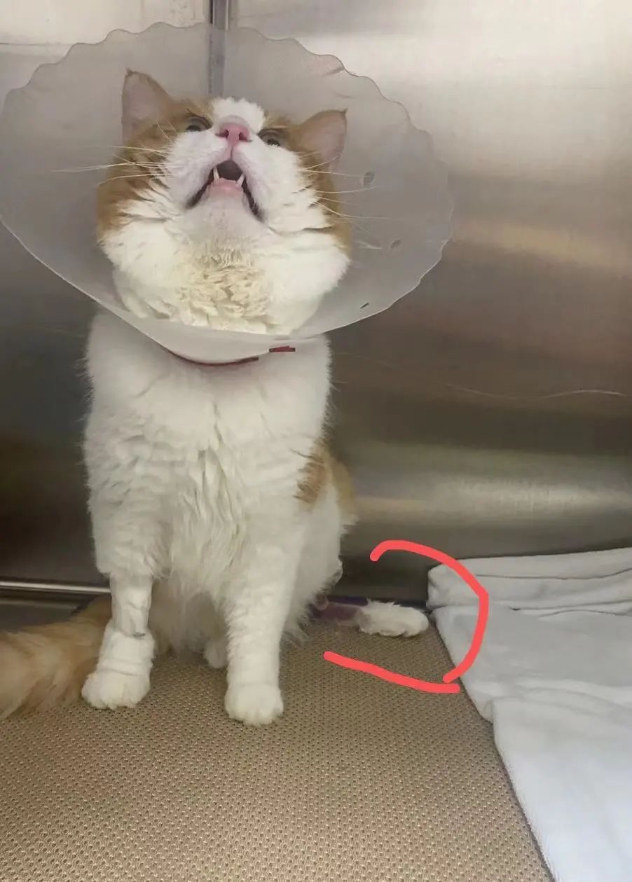 猫咪骨折治疗失败案例_宠物医院手术失误索赔_猫咪骨折应急处理：送医前必做事项