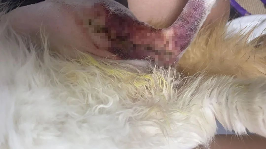 宠物医院手术失误索赔_猫咪骨折治疗失败案例_猫咪骨折应急处理：送医前必做事项