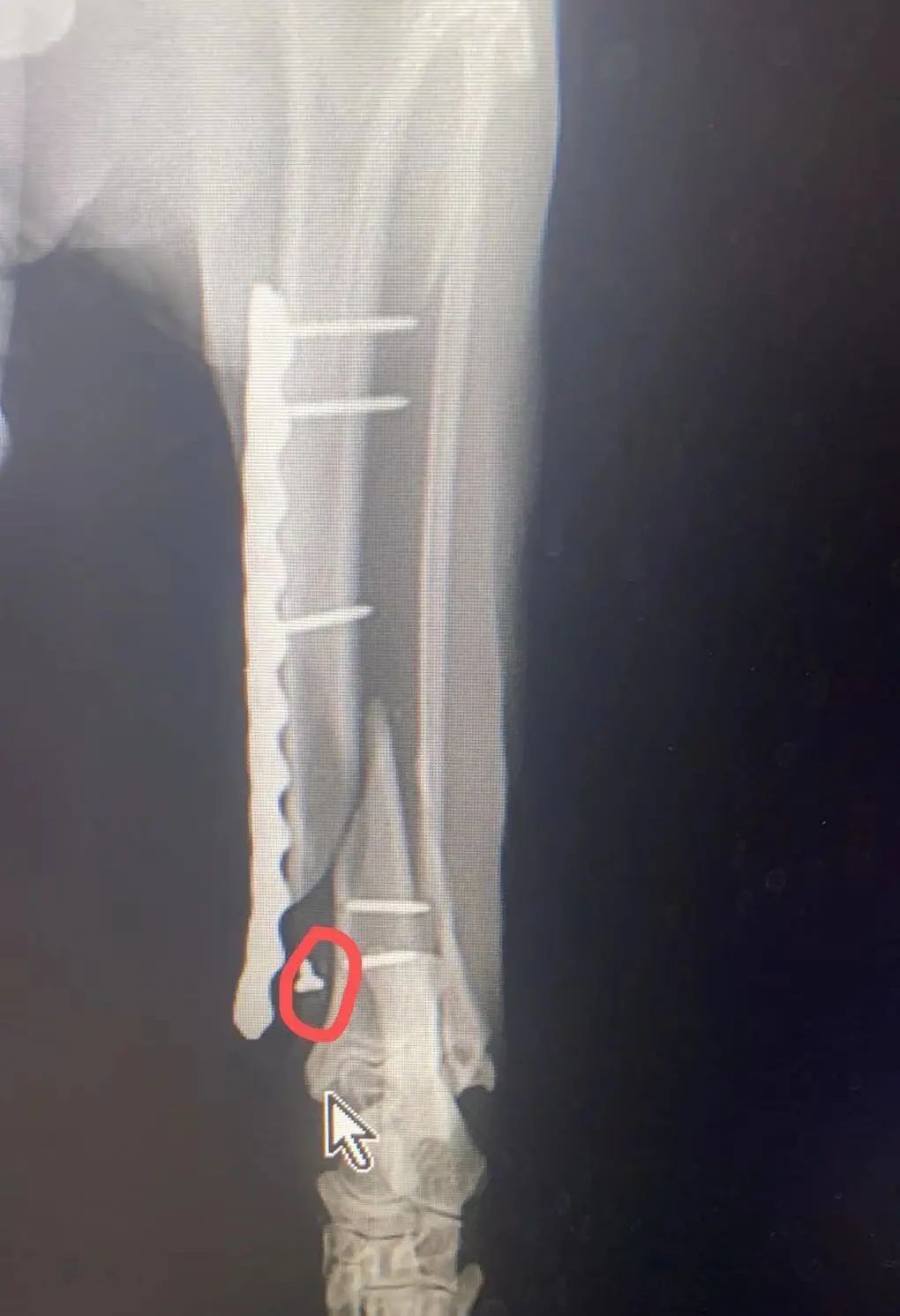 猫咪骨折应急处理：送医前必做事项_宠物医院手术失误索赔_猫咪骨折治疗失败案例