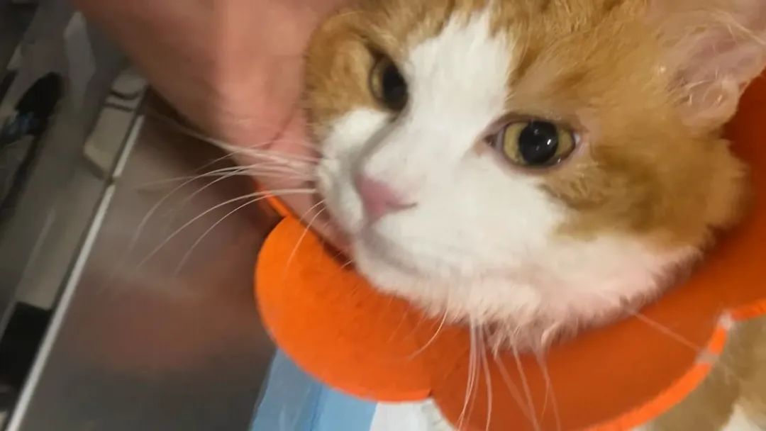 宠物医院手术失误索赔_猫咪骨折治疗失败案例_猫咪骨折应急处理：送医前必做事项