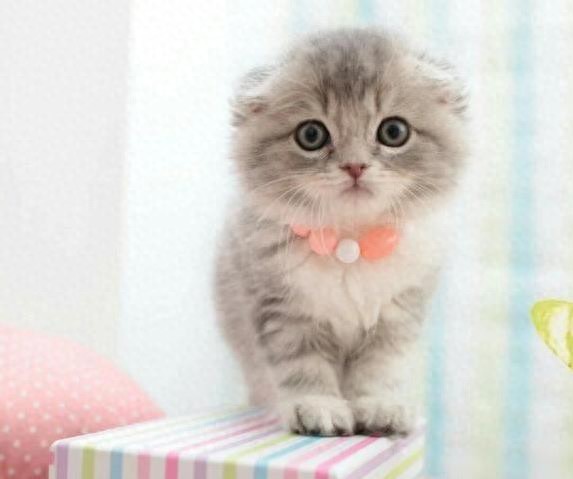 猫咪抓坏沙发急疯我，试了3招它不抓了，你家猫听话吗？-派特超人-宠物