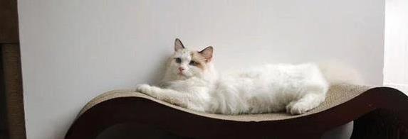 猫咪抓挠家具可能是压力过大_猫咪抓东西原因_猫咪训练抓板方法