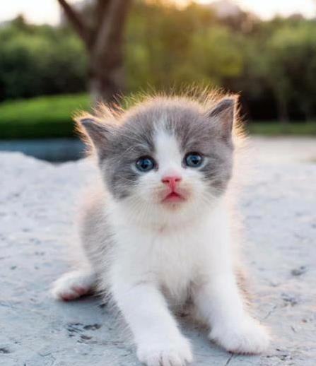 猫咪抓东西原因_猫咪抓挠家具可能是压力过大_猫咪训练抓板方法