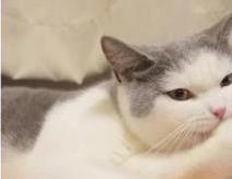 猫咪抓东西原因_猫咪训练抓板方法_猫咪抓挠家具可能是压力过大