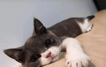 猫咪抓东西原因_猫咪抓挠家具可能是压力过大_猫咪训练抓板方法