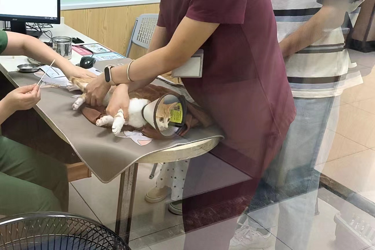 猫咪骨折花费上万，宠物看病比人贵-派特超人-宠物
