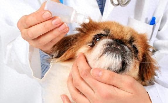 狗狗眼周红肿？过敏和细菌感染_犬类干眼症症状_狗狗干眼症治疗