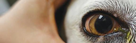 犬类干眼症症状_狗狗干眼症治疗_狗狗眼周红肿？过敏和细菌感染