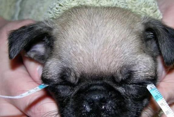 狗狗眼周红肿？过敏和细菌感染_犬类干眼症症状_狗狗干眼症治疗
