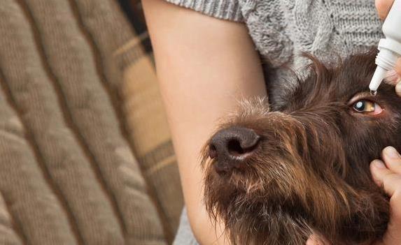 狗狗眼周红肿？过敏和细菌感染_犬类干眼症症状_狗狗干眼症治疗