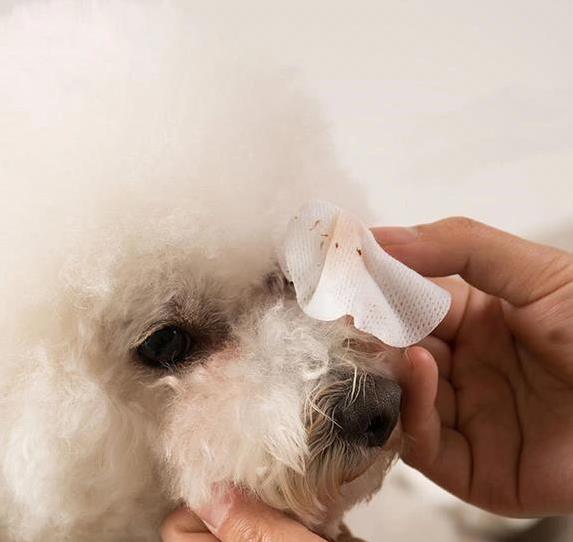 狗狗干眼症治疗_狗狗眼周红肿？过敏和细菌感染_犬类干眼症症状